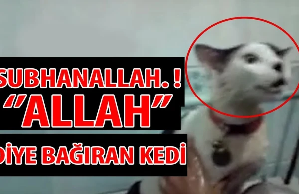 Tükürpədən görüntü: Suya salınan pişik "Allah" dedi