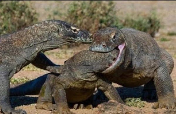 Dəhşət: əvvəl şikarını zəhərlədi, iflic etdikdən sonra diri-diri parçaladı