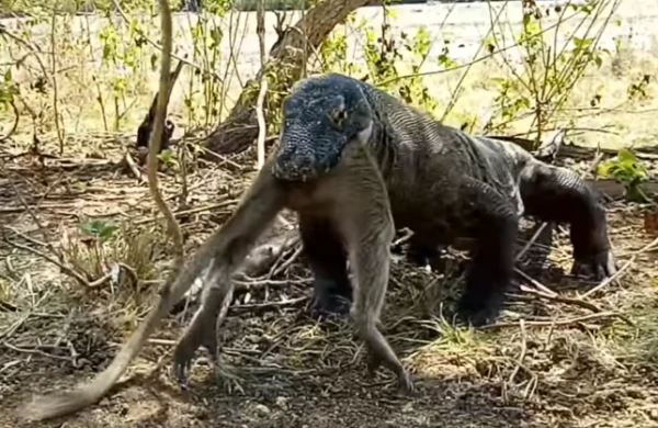 This Komodo Dragon Swallowing A Monkey Whole Is Like A Horror Movie Coming To Life