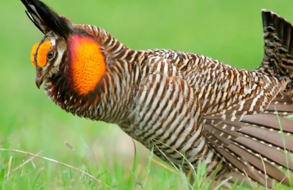 Bu quşlar görənləri heyrətə gətirir