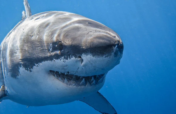 Бесследно пропавшего туриста нашли в желудке акулы 