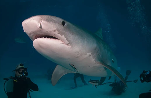 İtkin düşən turisti balinanın qarnından tapdılar - FOTO