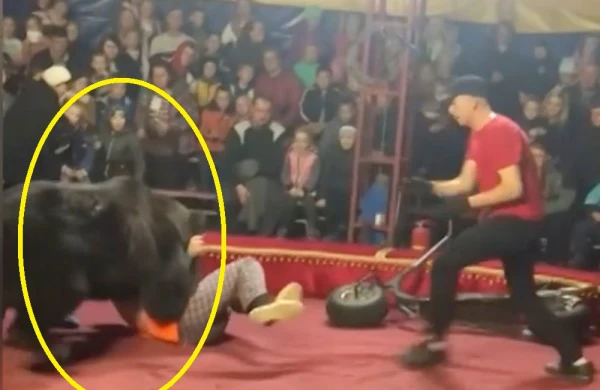 Sirkdə dəhşət: Ayı kişini parçaladı