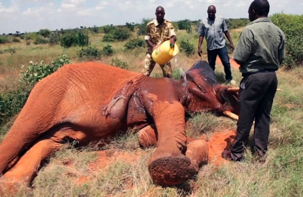 Filin  bədəninə batırılmış oxlar belə çıxarıldı