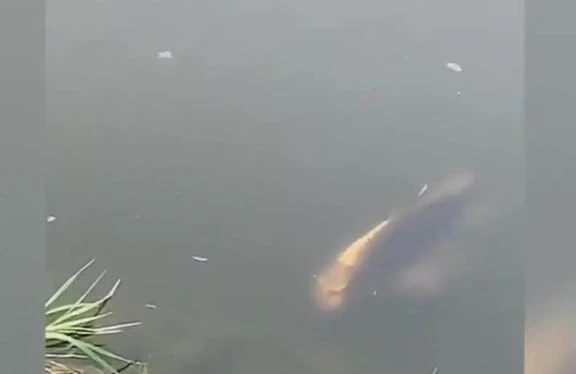 "İnsan başlı" balıq görüldü - İNANILMAZ