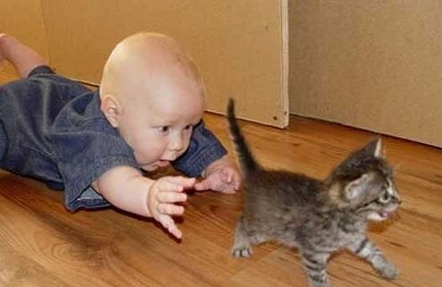 Bakıda DƏHŞƏT: pişiklə oynayan UŞAQ ÖLDÜ