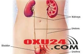 Sidikçıxarıcı yolların infeksiyalarında bitki preparatlarının rolu