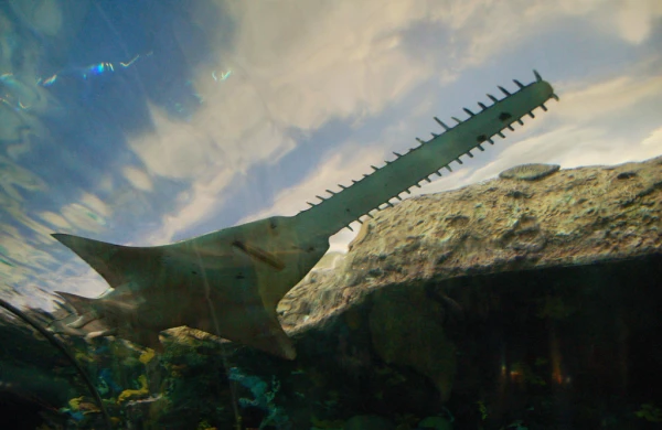 Qəribə görünüşlü balığın qəribə xüsusiyyəti: Erkək olmadan bala verir