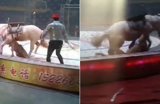 Sirkdə dəhşətli anlar: Şirlər ata hücum etdi,insanlar qorxuya düşdü