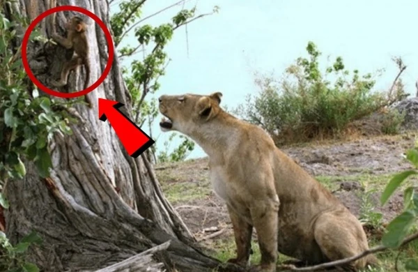 Meymun balası aslanın döşündən süd əmdi