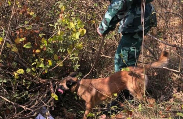 Azərbaycanda meşədə gizlədilmiş silah-sursat tapıldı