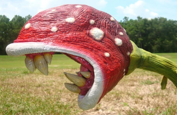 Bu gül ət yeyir - Maraqlı faktlar