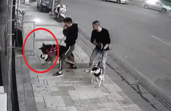 Şəhərin mərkəzində dəhşətli anlar kamerada: İt pişiyi parçaladı