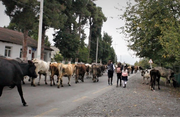 İnəkləri asfalt yola çıxaranlar cərimə olunacaq