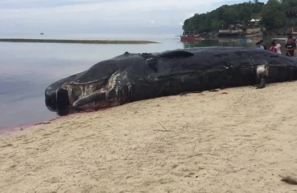 Sahildə tapılan nəhəng canlı insanları qorxuya saldı: 12 metr uzunluğu var