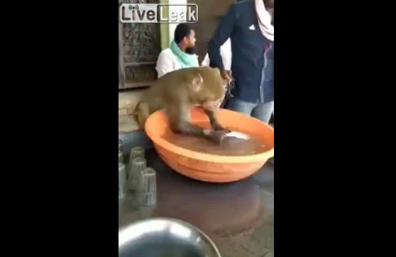 Restorandan şok görüntü: Meymun qab yuyur