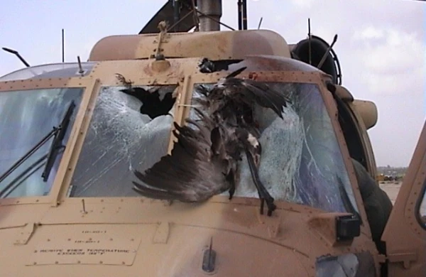 Dəhşətli görüntü yayıldı: Quş təyyarəyə belə çırpılıb,içəri qanla doludur +VİDEO