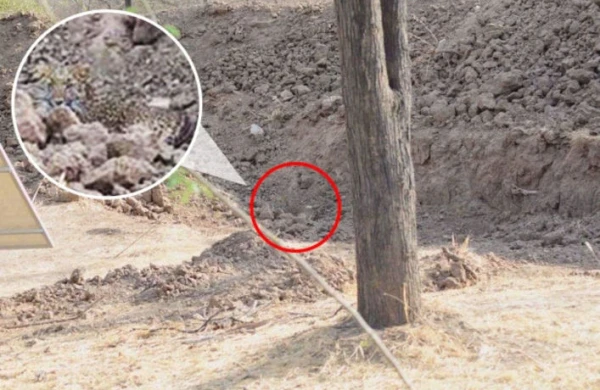 Testin düzgün cavabı