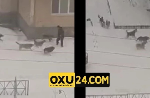 Dəhşətli görüntü: Ac itlər küçədə kişiyə hücum çəkdi