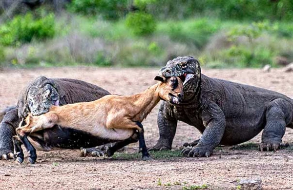 Qorxuc görüntü: Zəhərli kərtənkələ  heyvanı  diri-diri parçaladı (18+VİDEO)