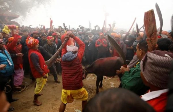 Dəhşətli festival BAŞLADI: Qan su yerinə axır - FOTOLAR 18+