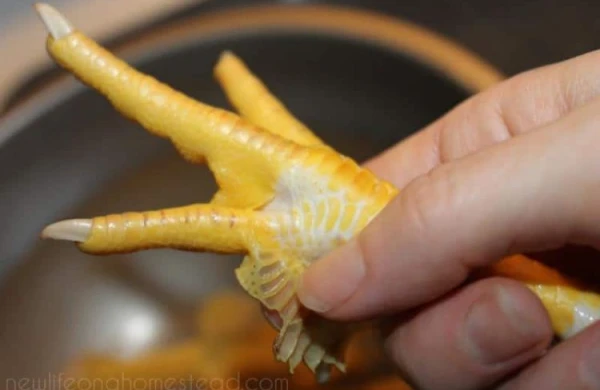 Toyuq ayaqlarını zibil qutusuna ATMAYIN! - Ölünü dirildir