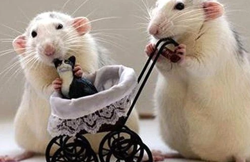 2020-ci il kimlərə düşərli olacaq? Siçan ilinin PROQNOZLARI