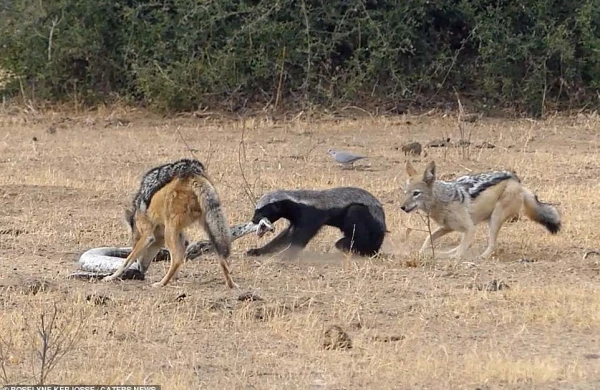 Nəhəng ilan porsuğu diri-diri udarkən  görün  nə oldu (VİDEO)