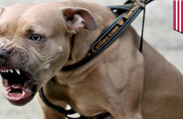 Dəhşətli görüntü: Pitbull küçədə adamı parçaladı (18+VİDEO)