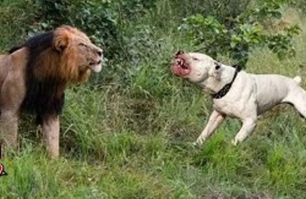 Dəhşətli görüntü: Pitbull bu dəfə şiri  parçaladı (18+VİDEO)