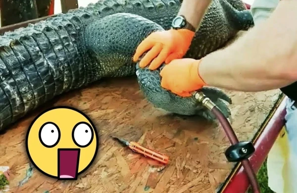 Timsahlara nasosla hava vurdular, görün nə oldu +VİDEO