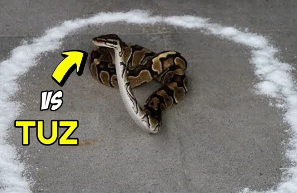 Zəhərli ilanın ətrafına düz səpdilər, etdiyi hərəkət hər kəsi şoka saldı +VİDEO