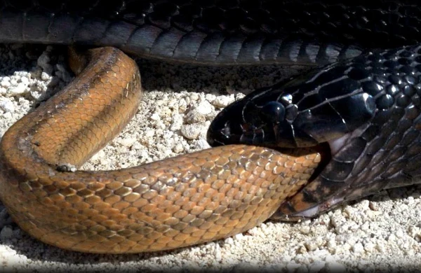 İlan digər ilanı diri-diri yedi - 18+VİDEO