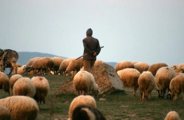 Saatlıda çoban güllələnərək qətlə yetirildi