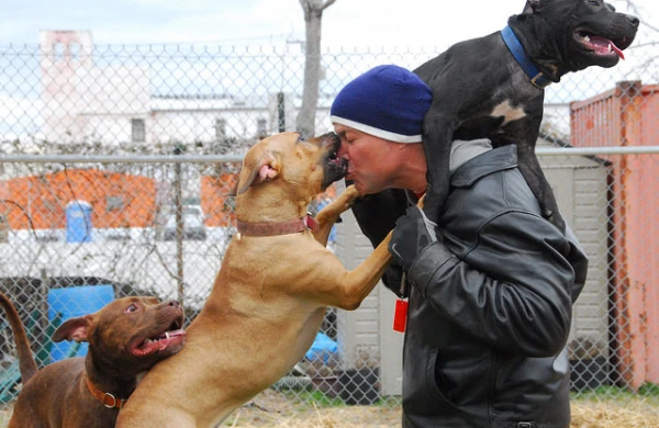 Küçədə dəhşət: Pitbull iki nəfəri parçaladı