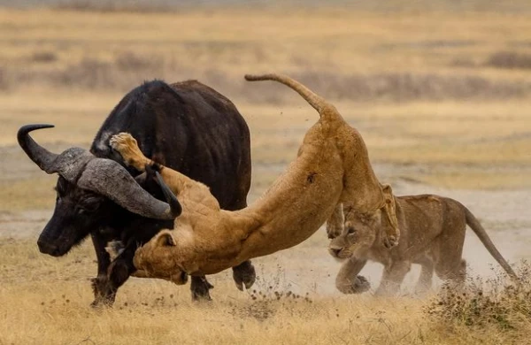 Şirlər camışı diri-diri parçaladı (18+VİDEO)