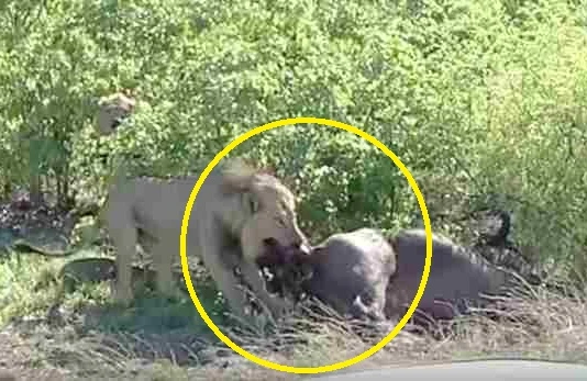 Dəhşətli görüntü: Şir camışın balasını qarnından çıxarıb yedi (18+VİDEO)