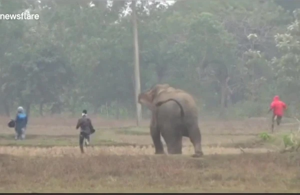 Fil insanlara hücum edib, onları tapdadı