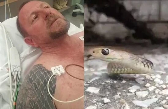 Canlı yayımda şou göstərən kişini dünyanın ən zəhərli ilanı sancdı - VİDEO