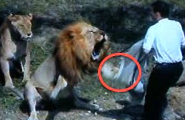 Şir zoopark işçisini parçaladı