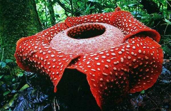 Dünyanın ən böyük çiçəyi tapıldı