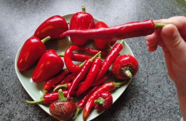 Acı bibər mədədəki mikrobları məhv edir