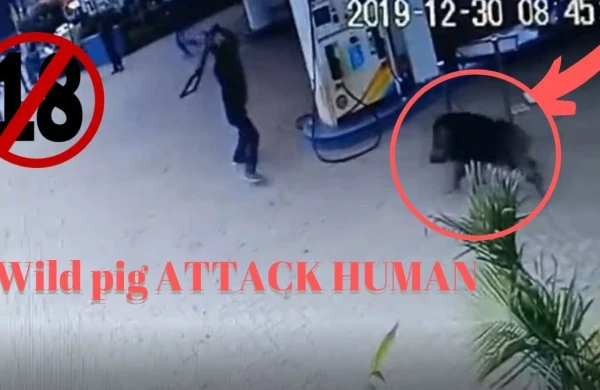 Dəhşətli görüntü: Vəhşi heyvan şəhərin ortasında insanlara hücum etdi,yaralılar var