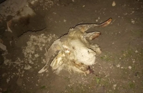 Tanınmış hüquq müdafiəçisinə qoyun başı atdılar + FOTO