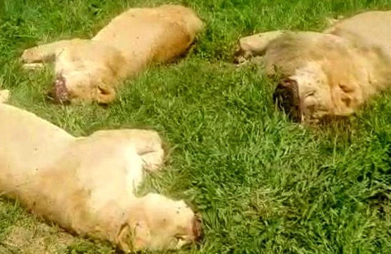 Zooparkdakı şirləri kəsdilər - Falçılara satmaq üçün