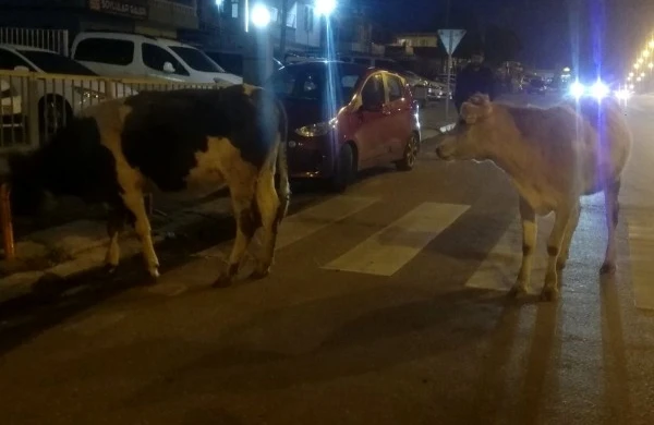 Bakıda küçədə inək peyda oldu - Güllələyib öldürdülər