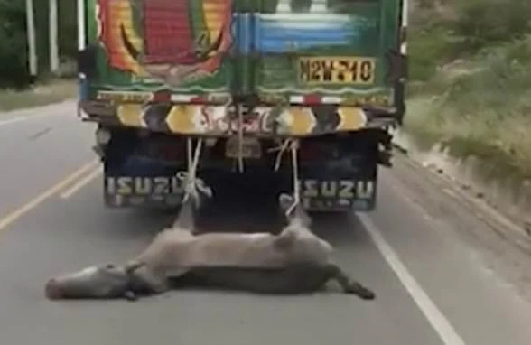 Eşşəyi maşının arxasına bağlayıb sürüdü (18+VİDEO)