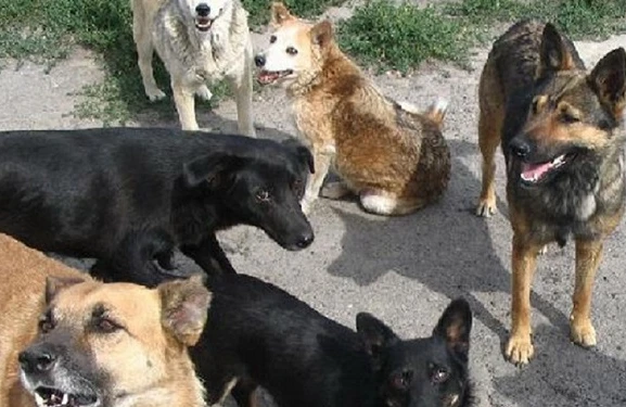 Qalalılar qorxu içində: bir uşaq öldü, növbədə kimdir? — Quduz itlər ölüm saçır