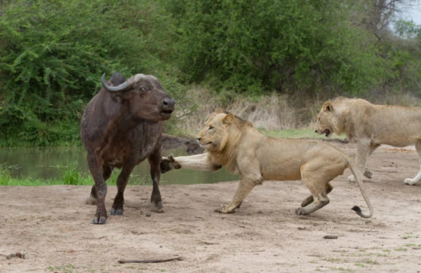 Ac şirlər camışı yolun ortasında parçaladı +VİDEO