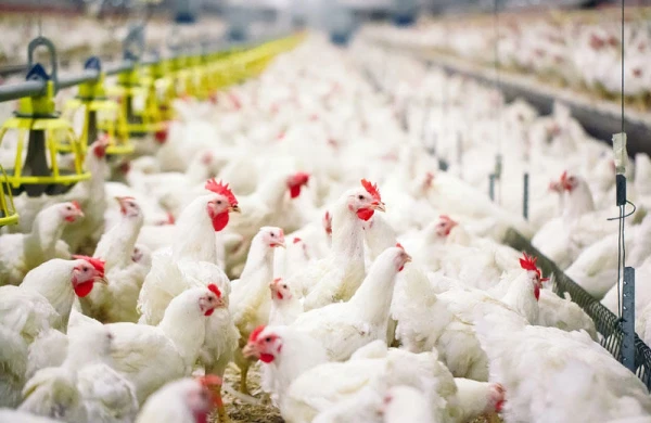 Azərbaycana bu ölkələrdən diri quş və quş məhsullarının idxalına müvəqqəti məhdudiyyət qoyuldu